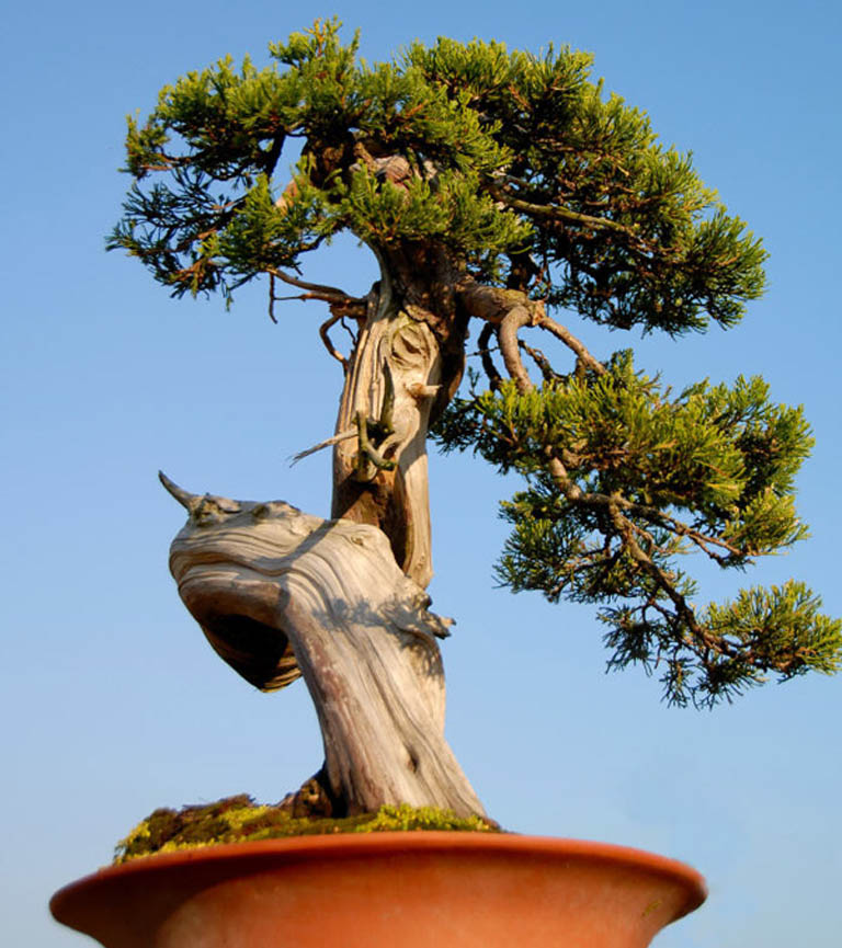 Huizhou Bonsai