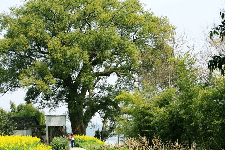 Xin'an River Landscape Gallery