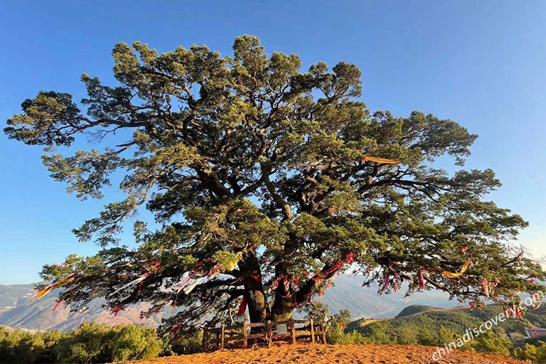 Thousand-Year Ancient Dragon Tree