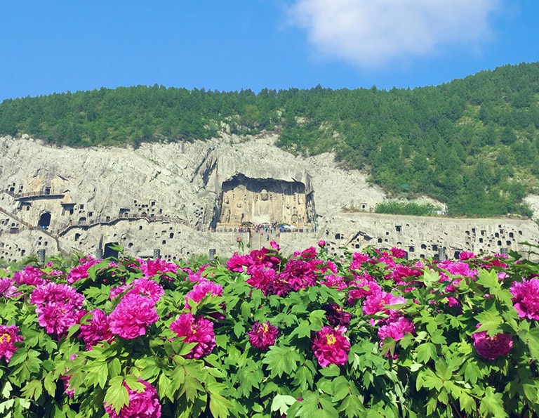 Peony Flowers in Longmen Grottoes (In April)