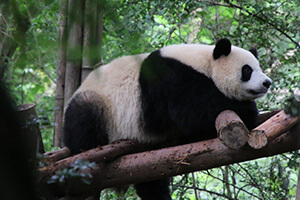 Chengdu Panda