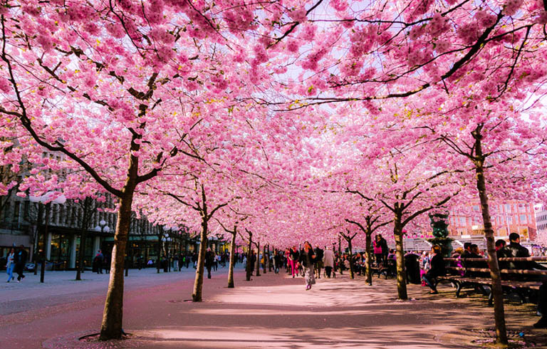 Appreciate Blooming Cherry Yuantouzhu Scenic Area
