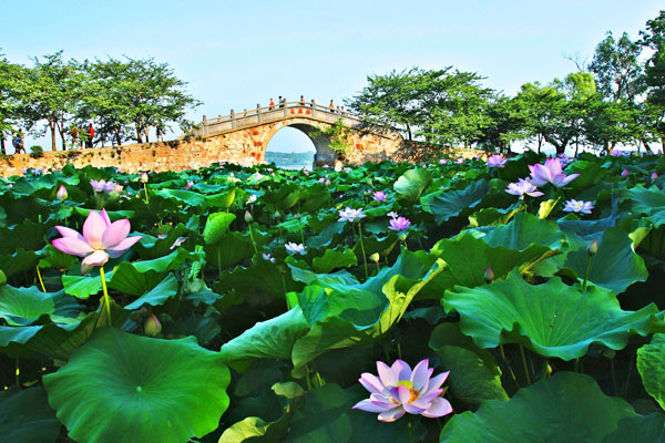 Lotus Blossom in Summer Time Yuantouzhu Scenic Area