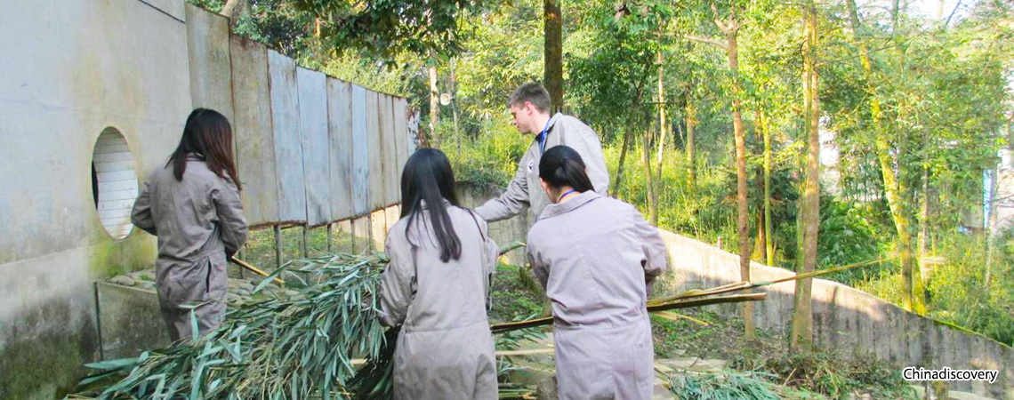 Bifengxia Panda Volunteer Tour - Bifengxia Panda Volunteer
