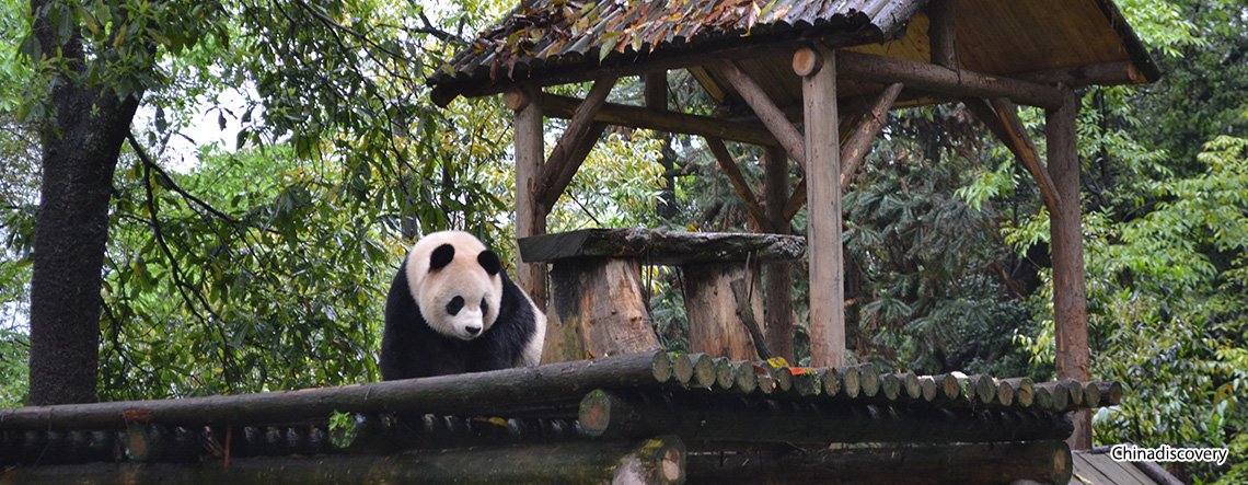 Bifengxia Panda Tour - Bifengxia Panda