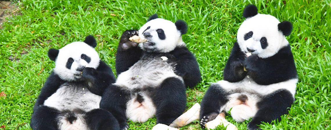 Chengdu Bifengxia Tour - Bifengxia Panda