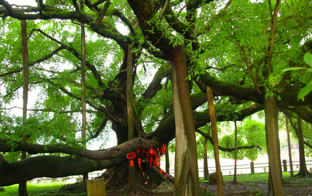 Big Banyan Tree