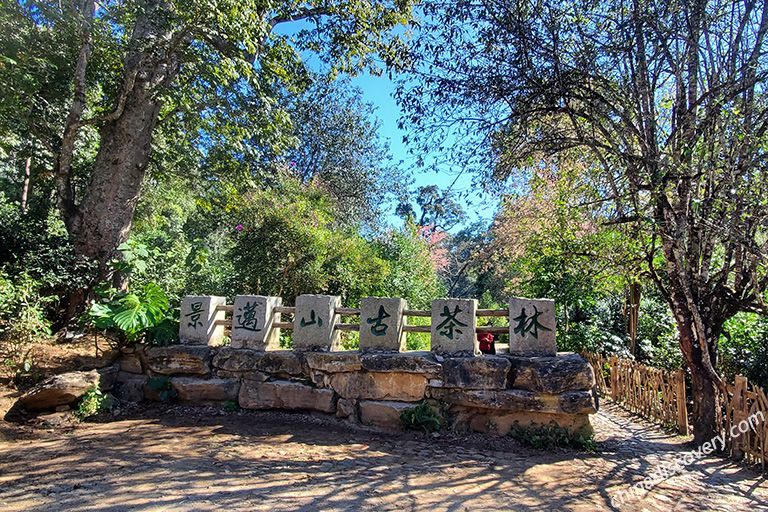 Jingmai Mountain