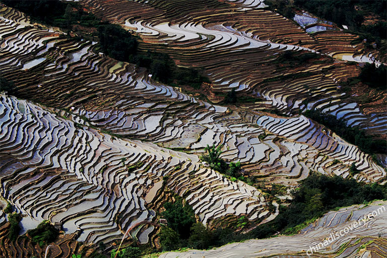 Yuanyang Rice Terrace - Sunset of Bada