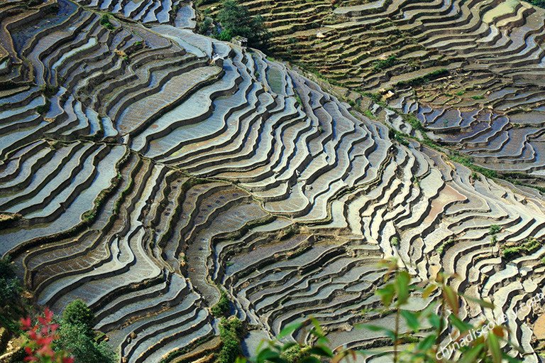 Bada Rice Terraces of Yuanyang in December