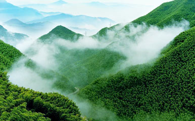 Anji Big Bamboo Sea