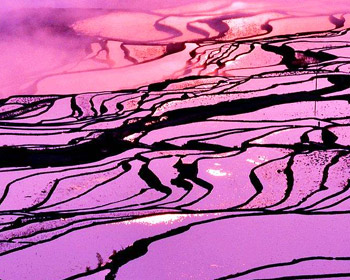 Yuanyang Rice Terraces