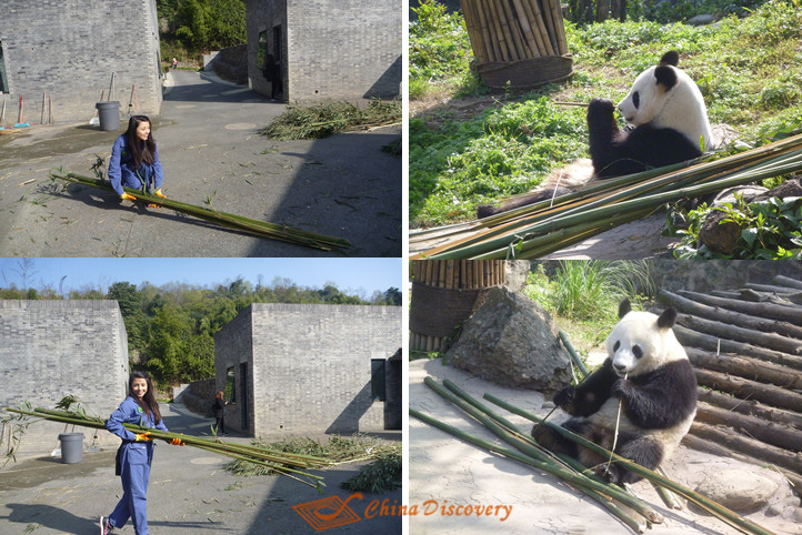 Dujiangyan Panda Volunteer Program