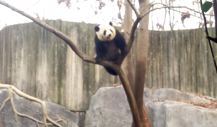 Chengdu Panda Base