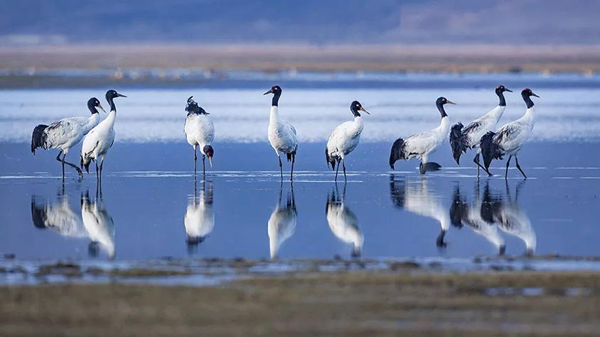 Black Tailed Cranes at Napahai Lake in Shangri-La, Tour Customized by Wendy