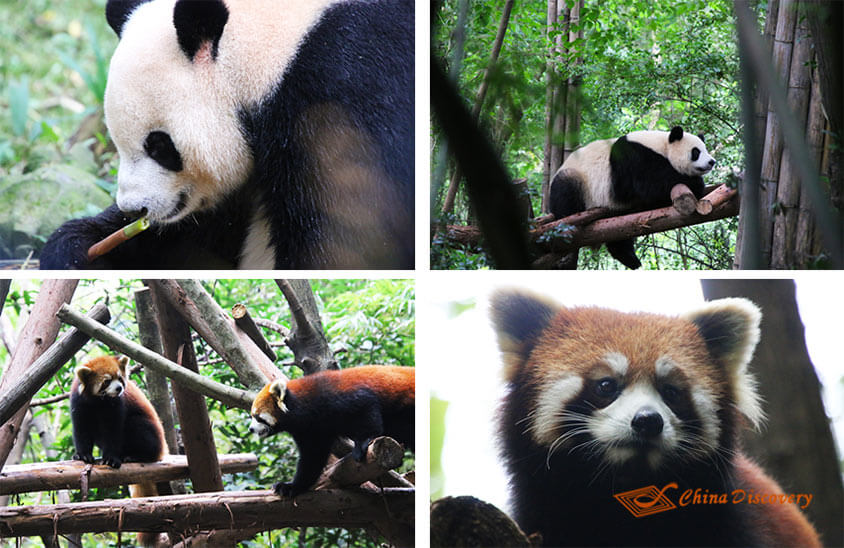 China Trip - Chengdu Giant Pandas