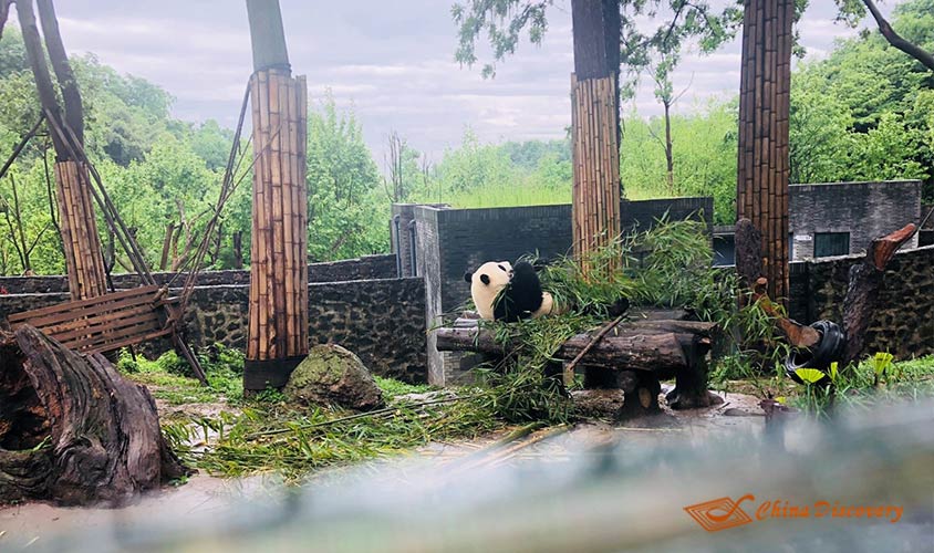 Lying panda was enjoying bamboo shoots Dujiangyan Panda Volunteer