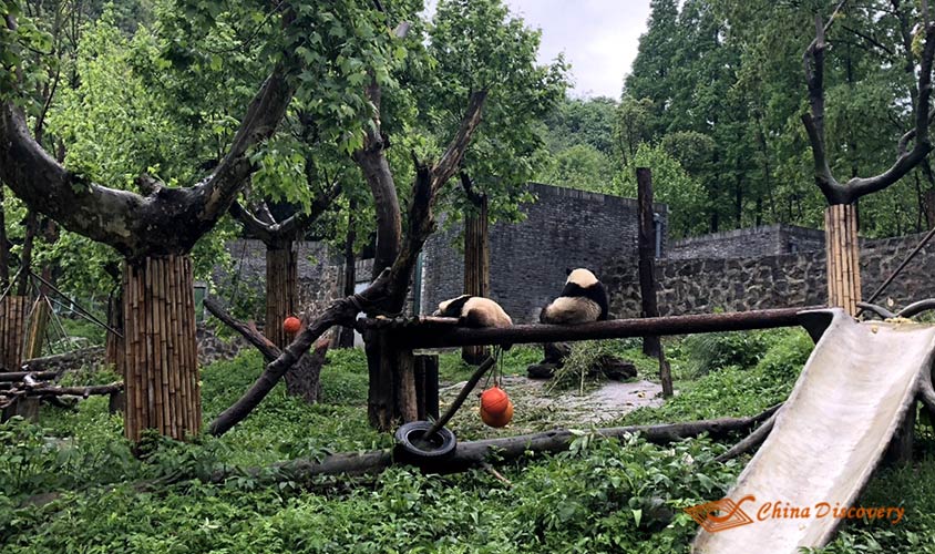 Relaxed pandas sit as a lady Dujiangyan Panda Volunteer