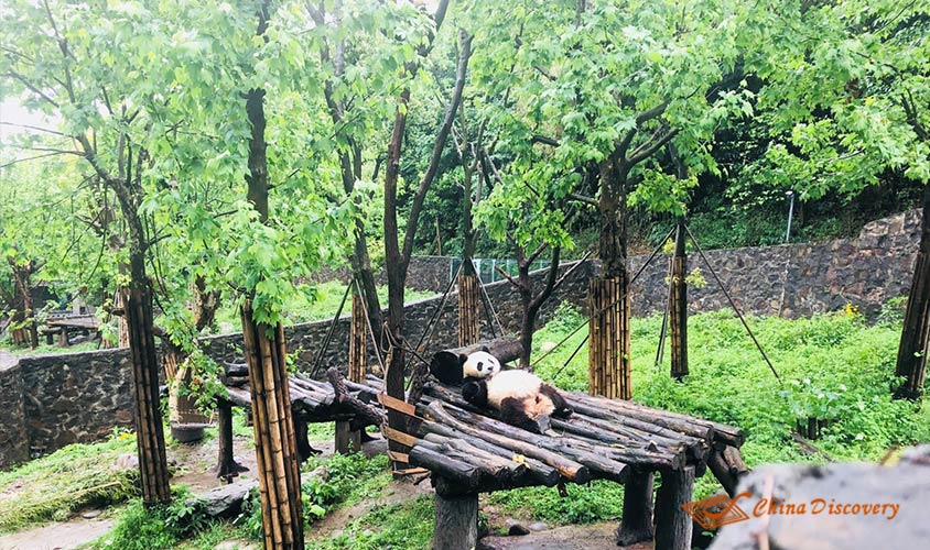 Lying panda was saying Hi to tourists Dujiangyan Panda Volunteer