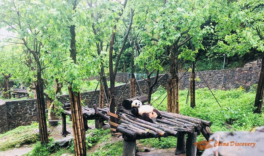 Dujiangyan Panda Volunteer