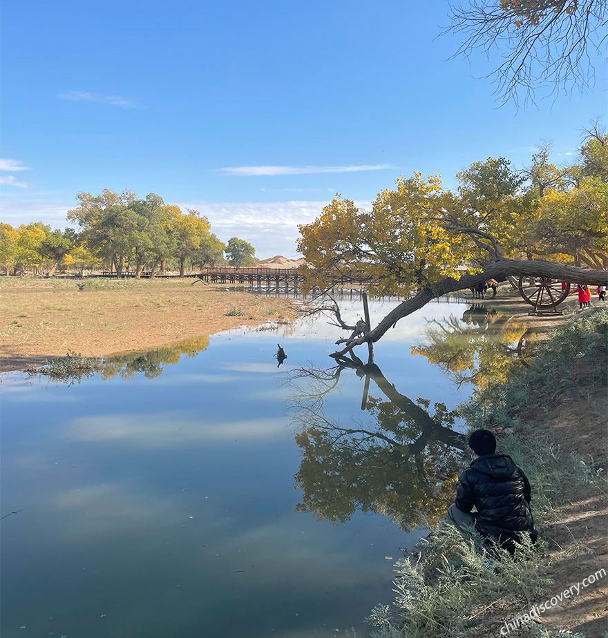 Populus Euphratica Forest Trip