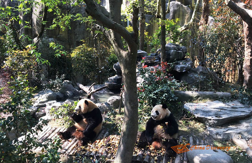 Giant Pandas were Eating in Panda Valley Dujiangyan Dujiangyan Panda Tour