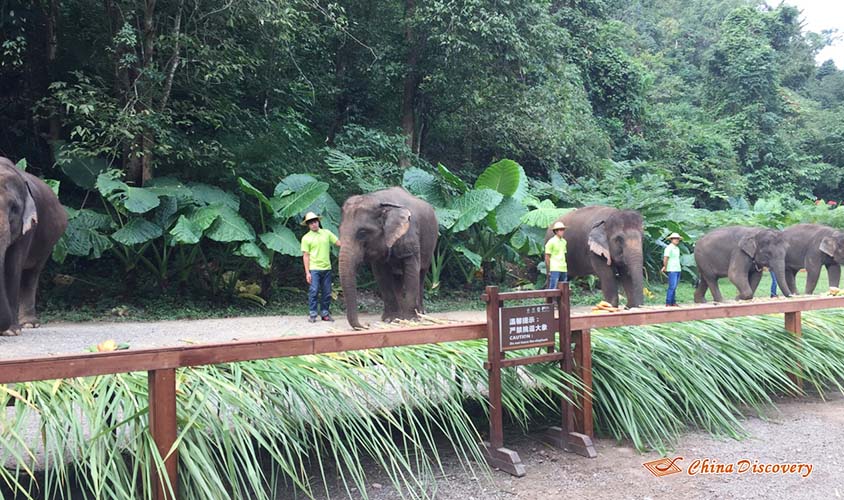 Wild Elephant Valley Jack 3 Days Xishuangbanna Tour