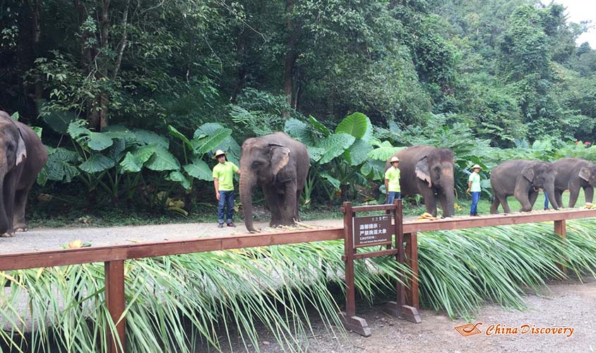 Jack 3 Days Xishuangbanna Tour