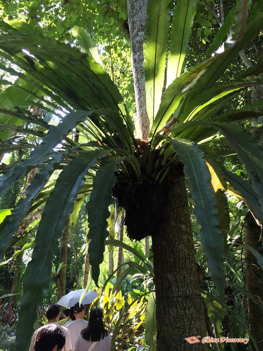 Tropical Trees in Xishuangbanna Jack 3 Days Xishuangbanna Tour