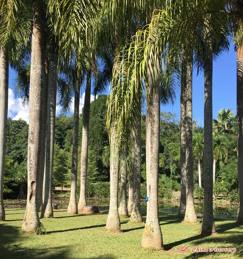 Lush Trees in Tropical Botanical Garden Jack 3 Days Xishuangbanna Tour