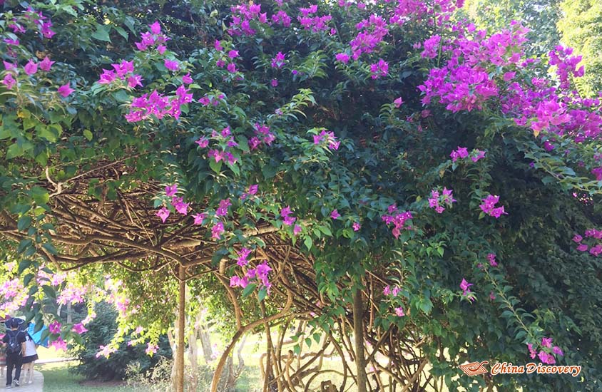 Blooming Bougainvillea Speetabilis Jack 3 Days Xishuangbanna Tour