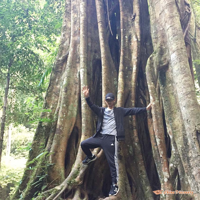Me in Front of an Ancient Tree Jack 3 Days Xishuangbanna Tour