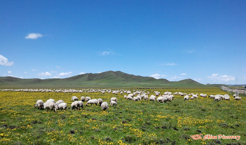 Flock of Sheep on Zoige Grassland Jack 3 Days Zoige Tour
