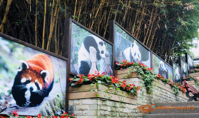 Chengdu Panda Base