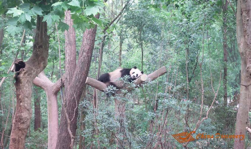 Chengdu Panda Base