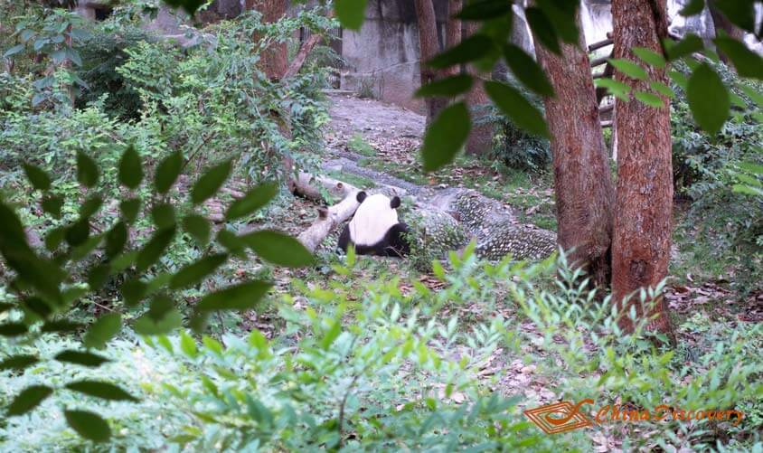 Chengdu Panda Base