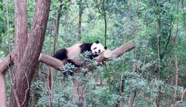 Chengdu Panda Base Trip Story