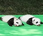 Chengdu Panda Base Trip