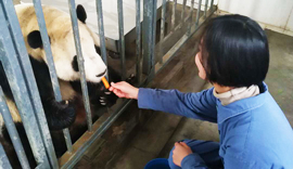 Dujiangyan Panda Volunteer Travel Stories
