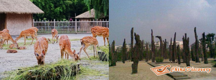 Deer Garden & Ebony Forest Jinsha Site Museum Tour