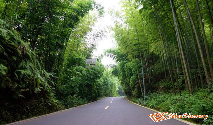 Shunan Bamboo Forest Tour