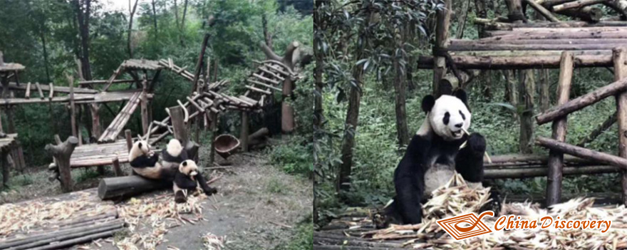 Pandas at Adult Giant Panda Villa Eat Their Delicious Bamboos Panda Base Tour