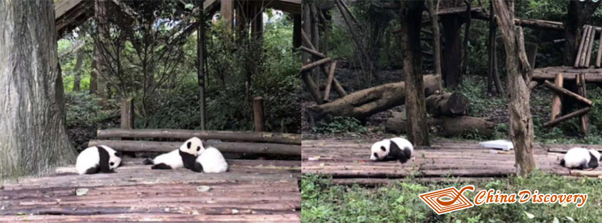 Pandas at Baby Giant Panda Villa Roam Freely Panda Base Tour