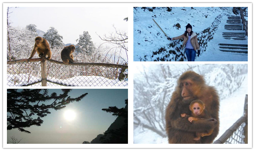 Monkeys and sun on the way from Leidongping Parking Lot to Jieyin Hall Rita's 2 Days Mount Emei Winter Tour from Chengdu