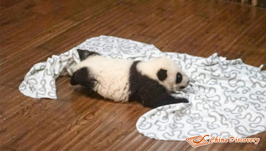 One Little Panda Baby in the Nursery Room Panda Base Tour