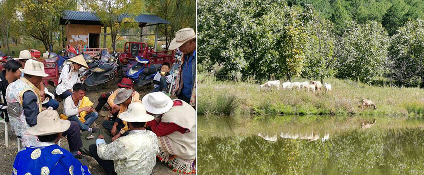 Local People playing cards & Animals on the lake bank Rita's 4 Days Lugu Lake Tour from Chengdu