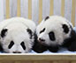 Chengdu Panda Base Travel Story