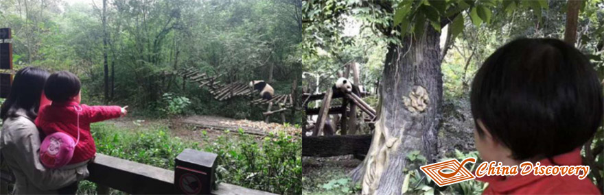 Chengdu Panda Base Also Holds Some Clever Red Pandas in the Pleasant Open Enclosure Panda Base Tour