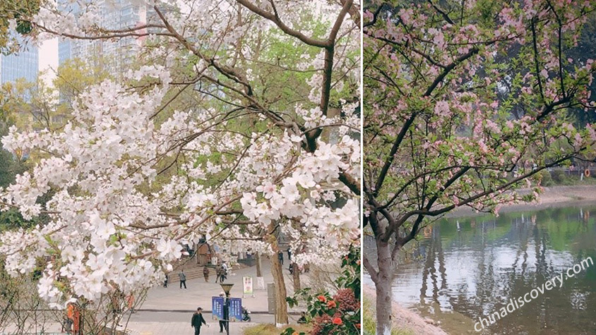 Chongqing City Walk Trip