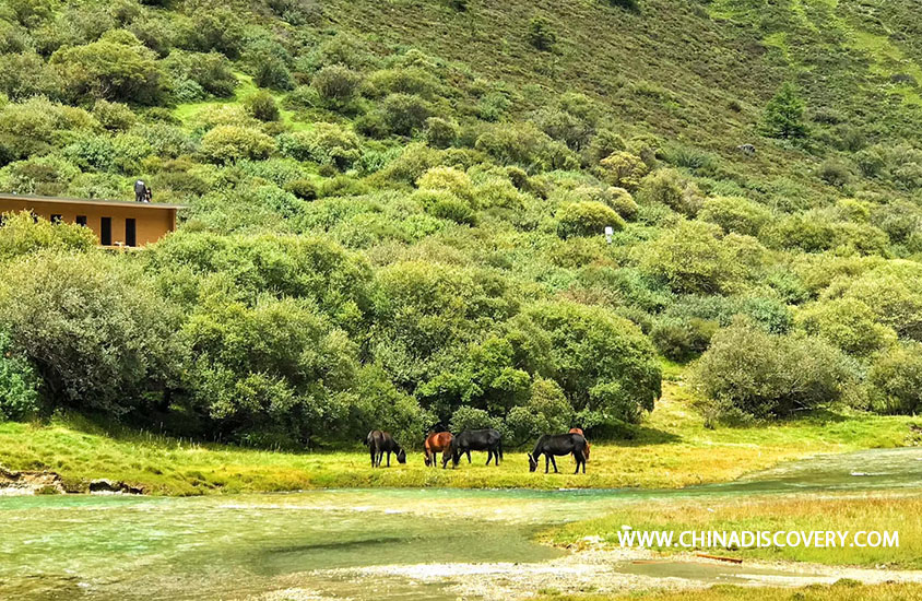 Daocheng Yading Trip